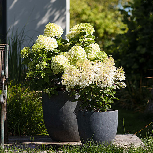 Hydrangea Living Pinky Promise Hydrangea Living Pinky Promise