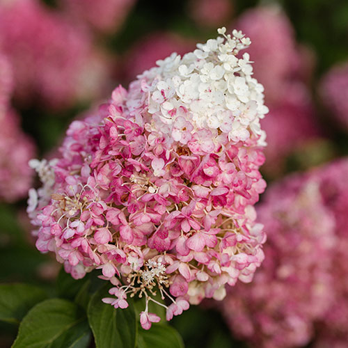 Hydrangea Living Pinky Promise Hydrangea Living Pinky Promise