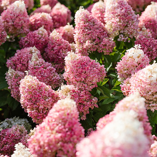 Hydrangea Living Pinky Promise Hydrangea Living Pinky Promise