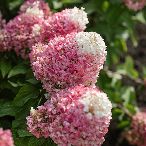 Hydrangea Living Pinky Promise Hydrangea Living Pinky Promise