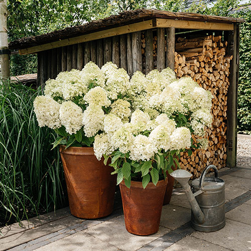 Hydrangea Living Summer Snow Hydrangea Living Summer Snow