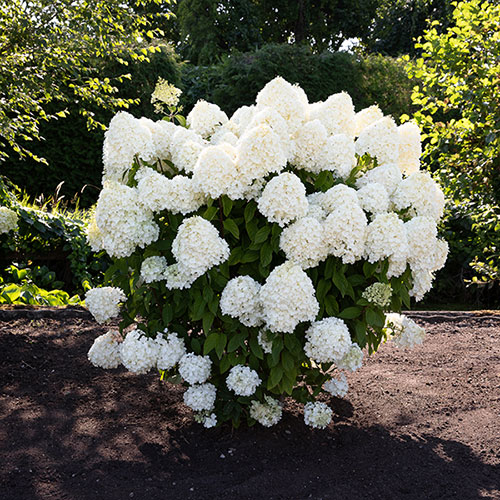 Hydrangea Living Summer Snow Hydrangea Living Summer Snow