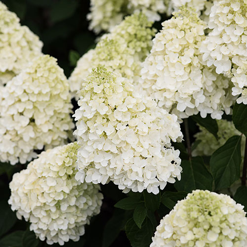 Hydrangea Living Summer Snow Hydrangea Living Summer Snow