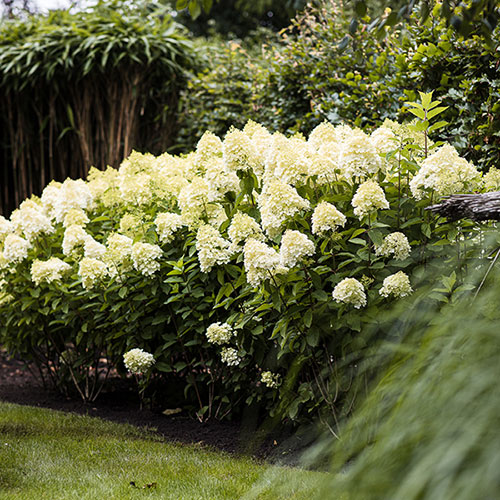 Hydrangea Living Summer Snow Hydrangea Living Summer Snow