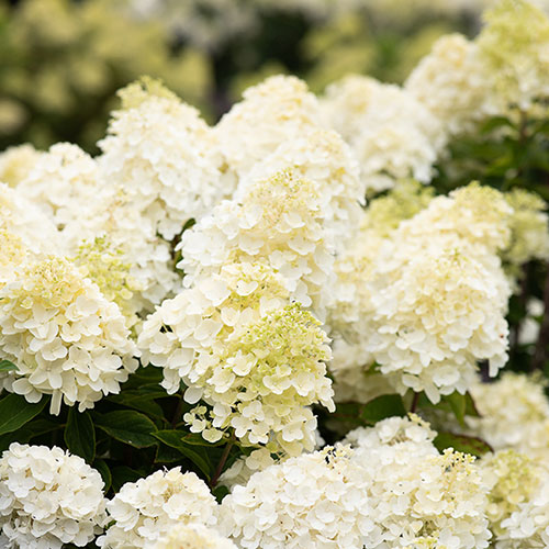 Hydrangea Living Summer Snow Hydrangea Living Summer Snow