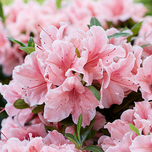 Azalea Encore Sunburst Azalea Encore Sunburst