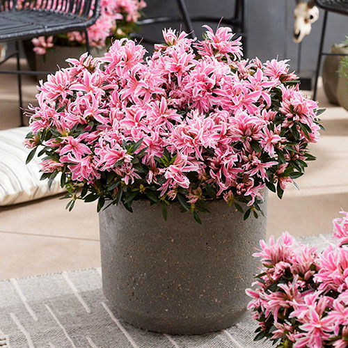 Azalea Pink Spider Azalea Pink Spider