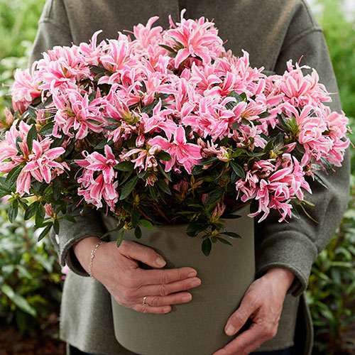 Azalea Pink Spider Azalea Pink Spider