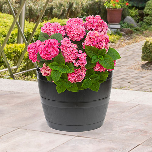 Barrel Planters Barrel Planters