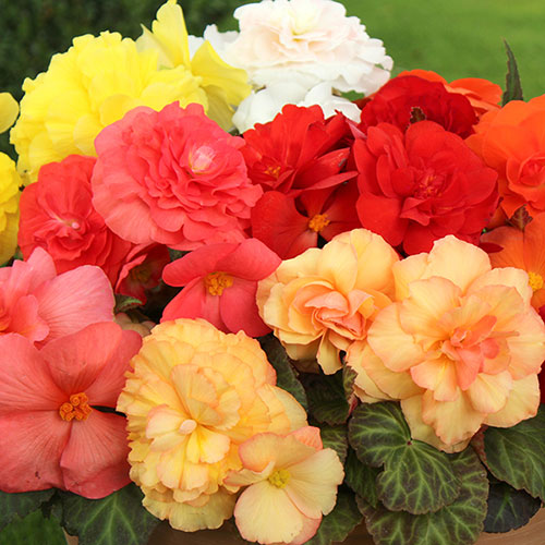 Begonia Compacta