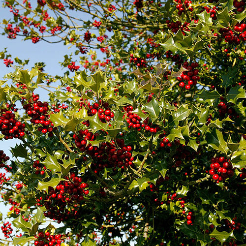 English Holly Hedges English Holly Hedges