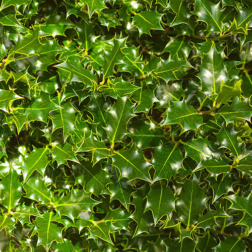 English Holly Hedges English Holly Hedges