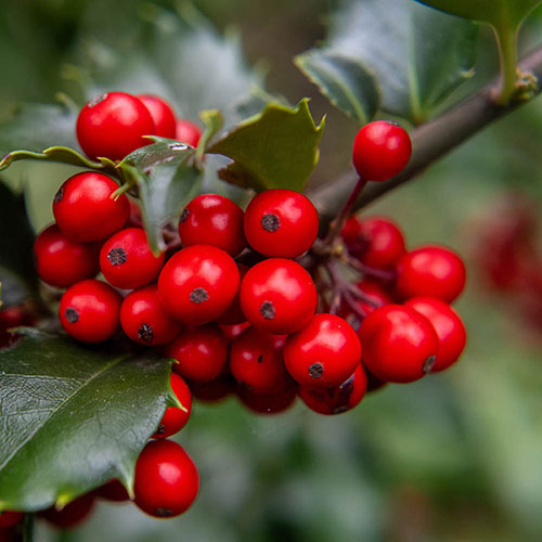 English Holly Hedges English Holly Hedges