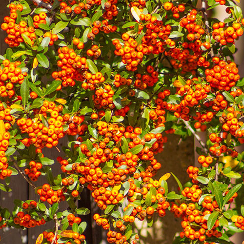 Pyracantha Orange Glow Pyracantha Orange Glow