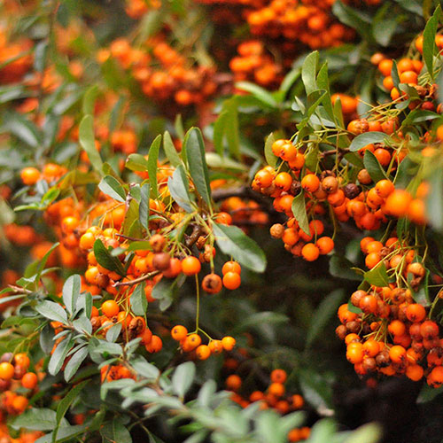 Pyracantha Orange Glow Pyracantha Orange Glow