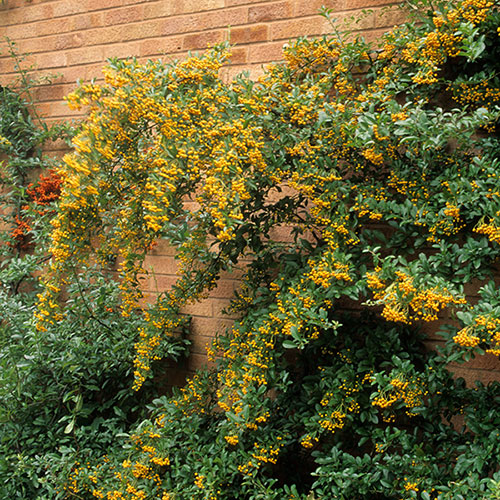 Pyracantha Soleil dOr Pyracantha Soleil dOr