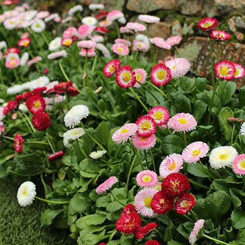 Bellis Belle
