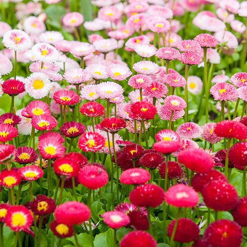 Bellis Belle