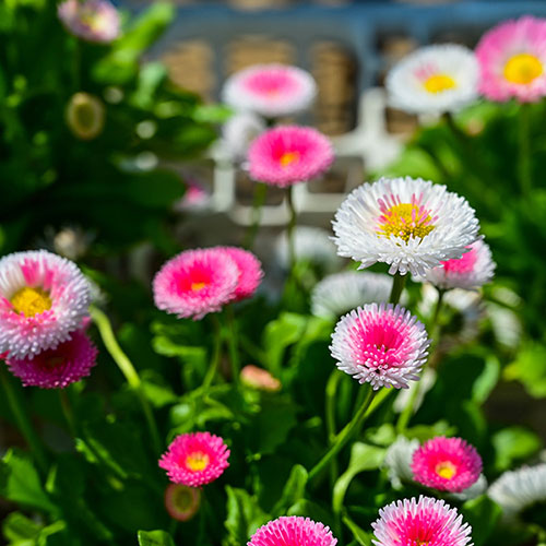 Bellis Belle