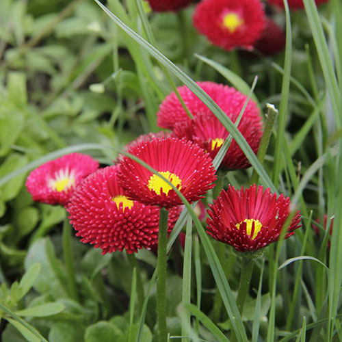 Bellis Belle