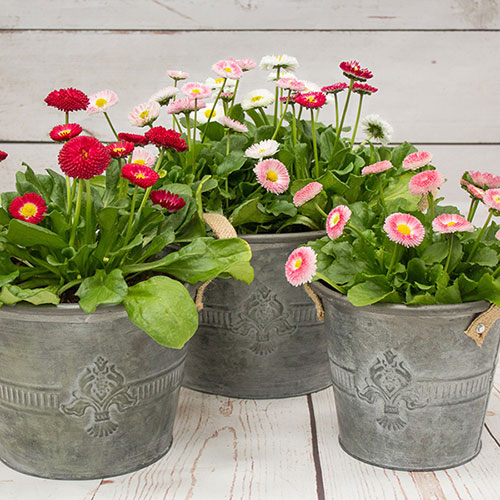 Bellis Belle