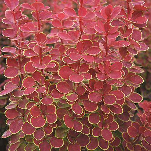 Berberis Orange Sunrise Berberis Orange Sunrise