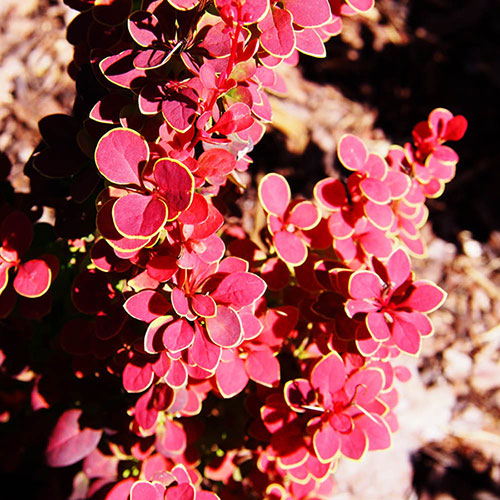 Berberis Orange Sunrise Berberis Orange Sunrise
