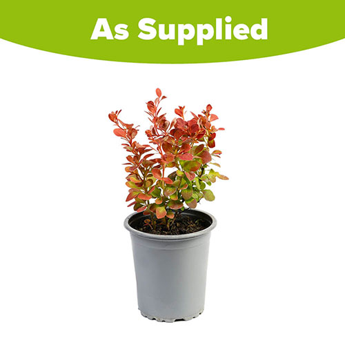 Berberis Orange Sunrise Berberis Orange Sunrise