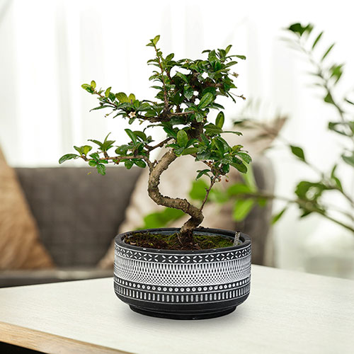 Bonsai Tribal Mix Bonsai Tribal Mix