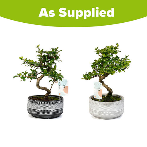 Bonsai Tribal Mix Bonsai Tribal Mix