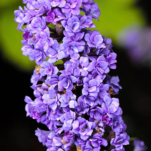 Buddleia Floral Fanfare Buddleia Floral Fanfare