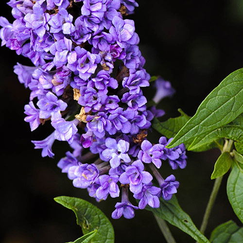 Buddleia Floral Fanfare Buddleia Floral Fanfare