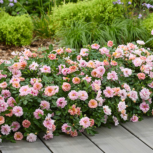 Rose Amirose