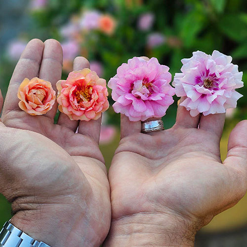 Rose Amirose