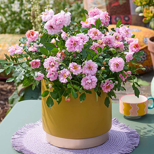 Rose Amirose