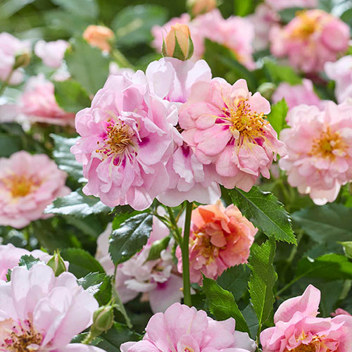 Rose Amirose