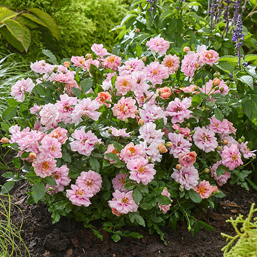 Rose Amirose