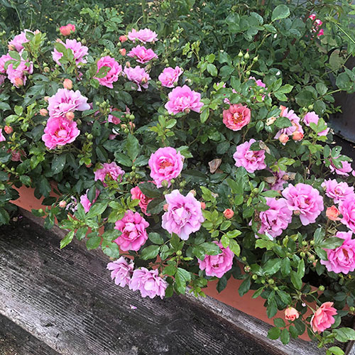Rose Amirose