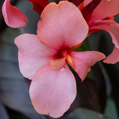 Canna Lily Cannova Bronze Peach Canna Lily Cannova Bronze Peach