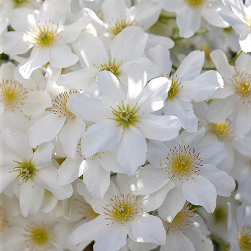 Clematis Avalanche Clematis Avalanche