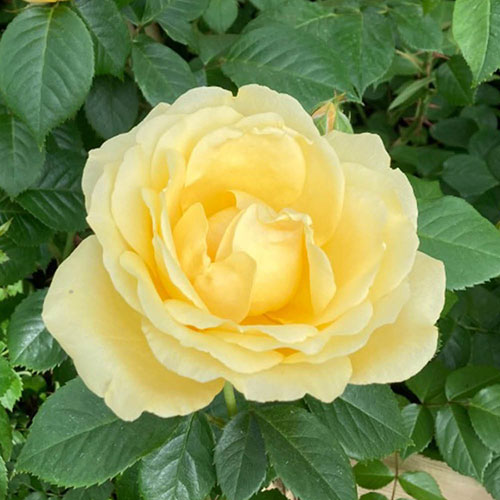 Patio Standard Rose Alfie Boe