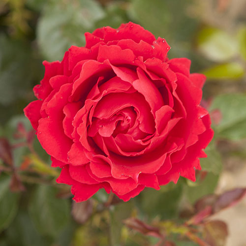 Patio Standard Rose Carmen