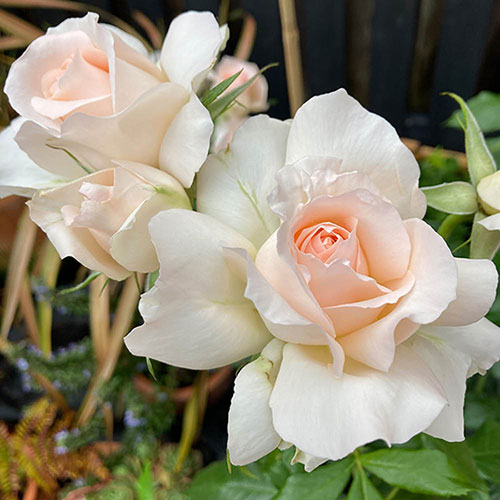 Patio Standard Rose Chandos Beauty
