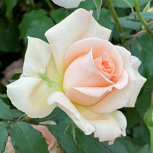 Patio Standard Rose Chandos Beauty