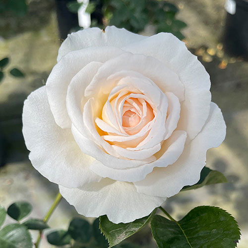 Patio Standard Rose Cream Abundance