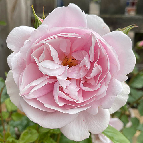 Patio Standard Rose Natasha Richardson