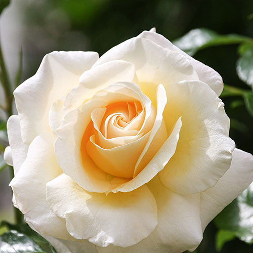 Patio Standard Rose Mary Berry