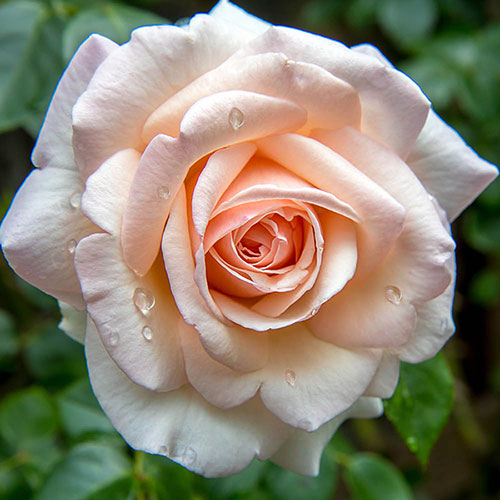 Patio Standard Rose Pearl Abundance