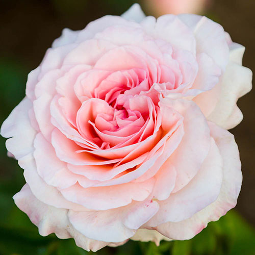 Patio Standard Rose Pearl Abundance