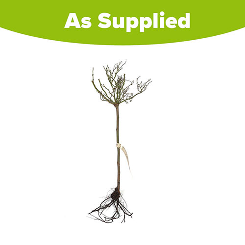 Patio Standard Rose Spirit of Britain